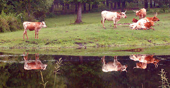 Red Fox Farm near Dudley