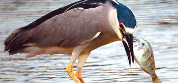 black-crowned night heron