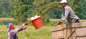 Sprite melons at Jacob Odom's  farm