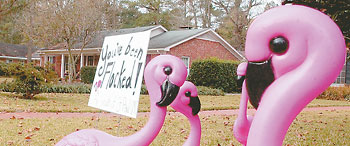 You've been flocked