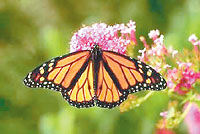 Monarch Butterfly