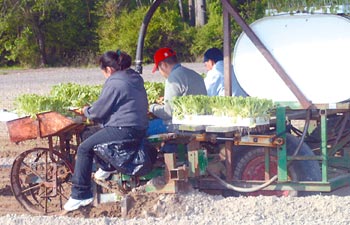 Planting tobacco