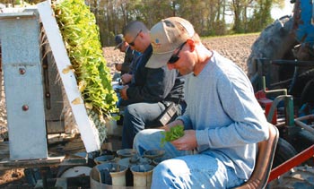 Setting tabacco plants