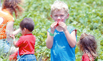 Strawberry field