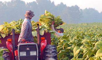 Tobacco Harvest