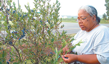 Sharon George Blueberries