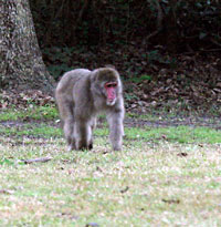 Snow Monkey