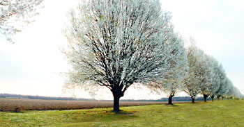 Bradford Pears