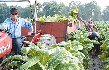 Tobacco Harvest