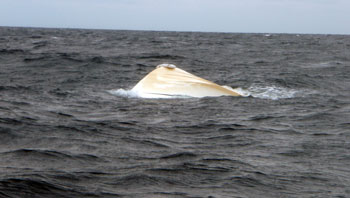 Boat Sinking 1