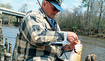 Shad Fishing