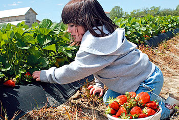 Picking Strawberries