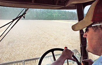 Wheat Picking